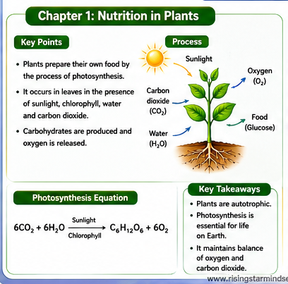 Class 7 Nutrition in Plants