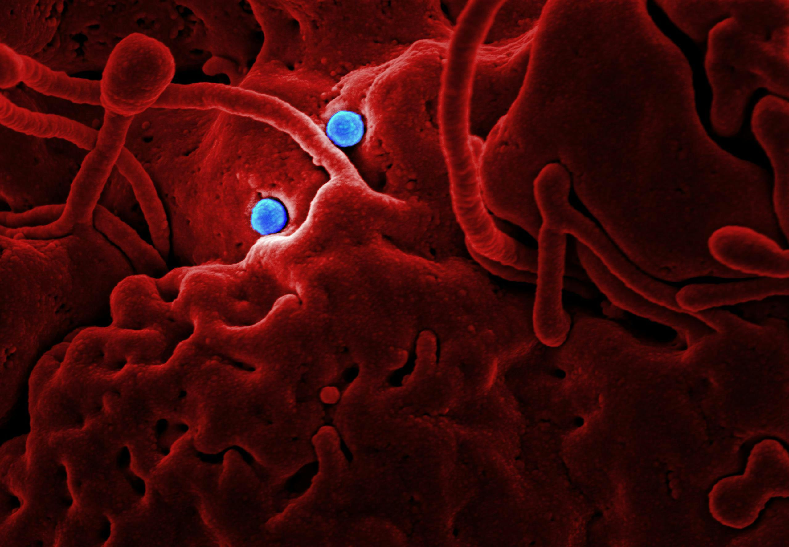 Microorganisms