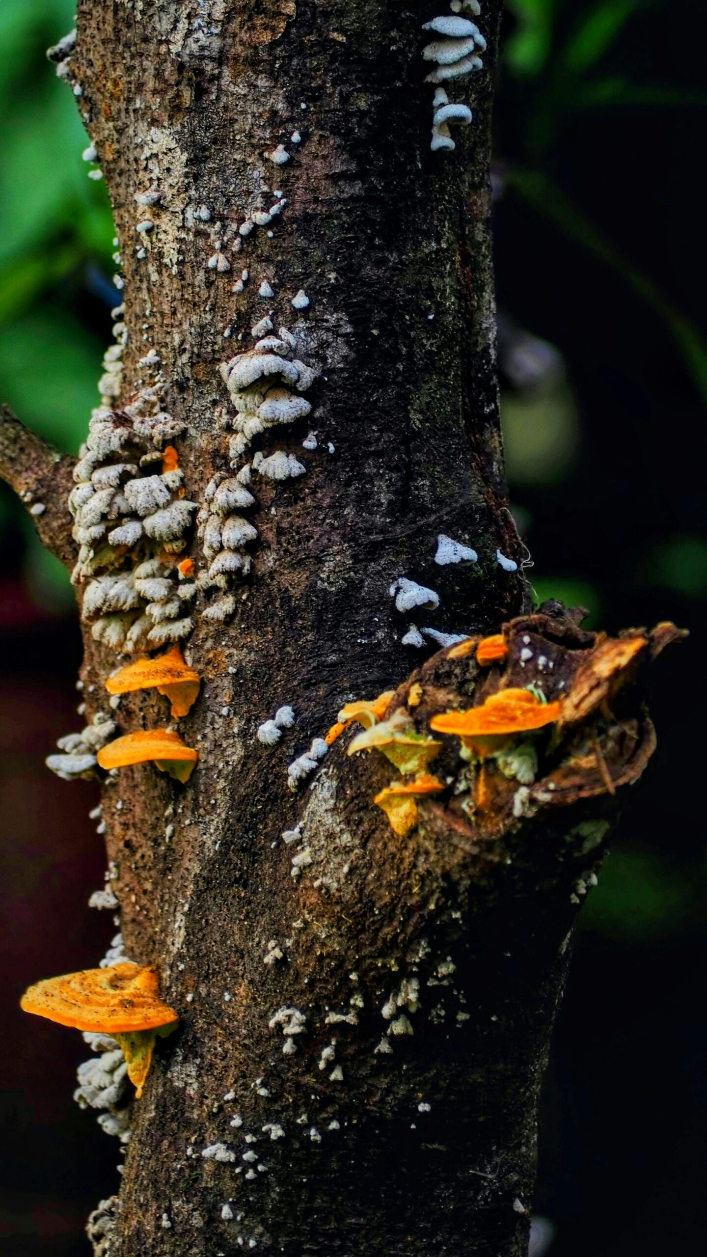 FUNGI