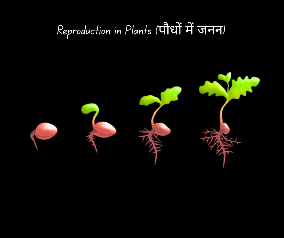 Reproduction in Plants