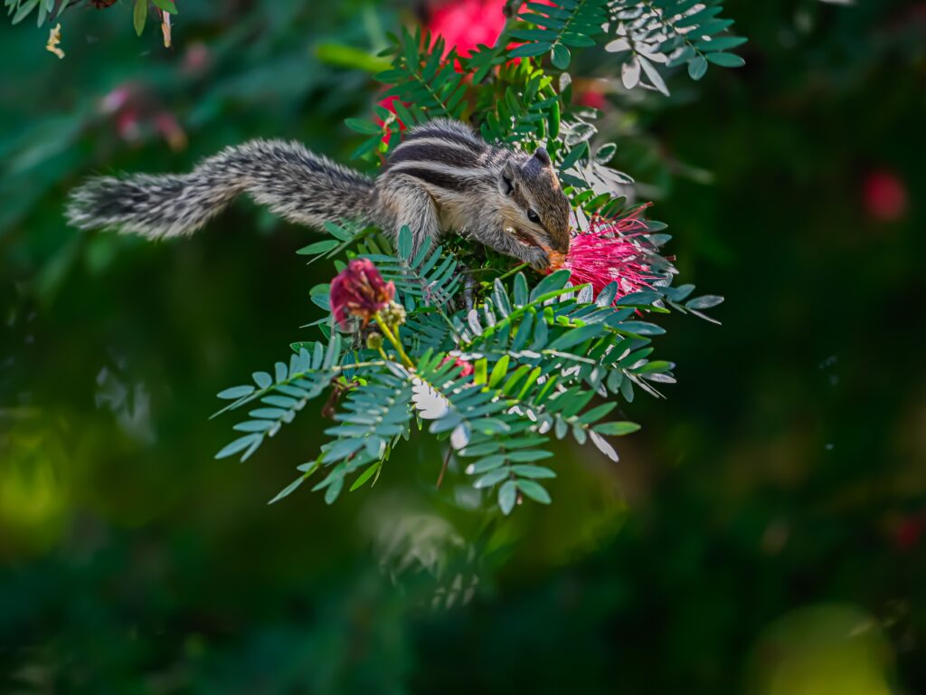 Conservation of Plants and Animals Class 8