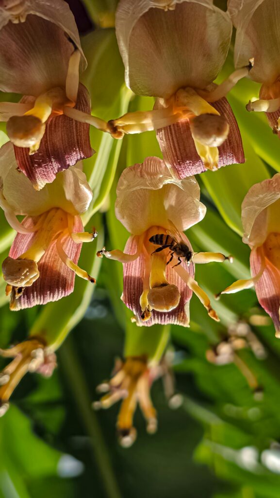 Reproduction in Plants