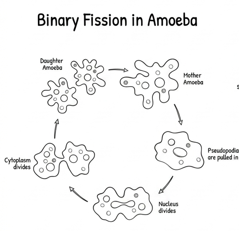 How Do Organisms Reproduce