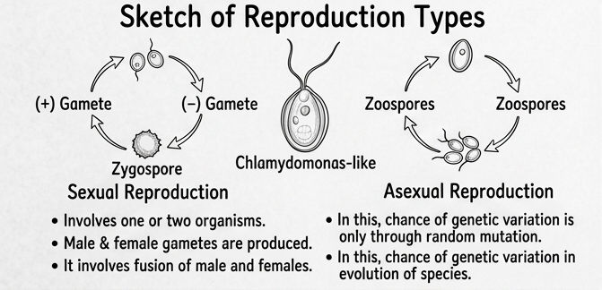 How Do Organisms Reproduce