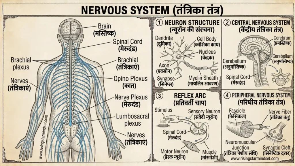 Human Body Nutrition Diseases